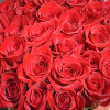 Világos virágdoboz vörös rózsákból